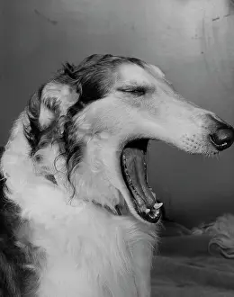 Collie Prints: Dog yawning