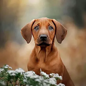 Domestic Dogs Prints: Dog, young dog, puppy, Rhodesian Ridgeback