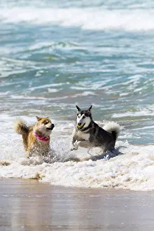 Cornwall Prints: Dogs playing with a ball in the sea at Fistral in Newquay in Cornwall