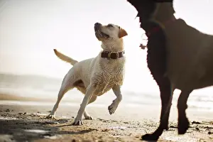 Animal Prints: Dogs playing on a beach