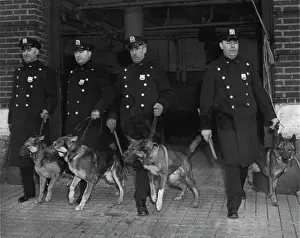 Patrol Prints: Dogs (Police) - Overseas - English Police Dogs - Police (See: Separate File For: Australian Police Dogs)