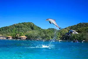 Heavy Prints: Dolphin jumping ; A bottlenose dolphin ; Binomial name Tursiops Truncatus ; Scientific name Kingdom Animalia ;Phylum