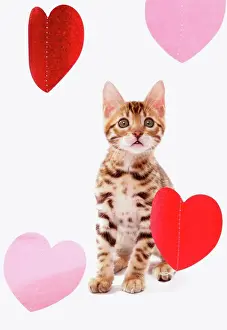 Carnivores Prints: Domestic Cat, Bengal, kitten, sitting with heart foils