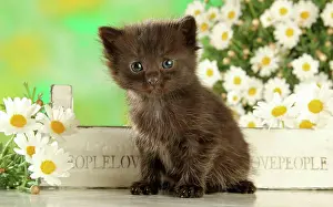 Kittens Prints: domestic cat - kitten (24 days) - sitting