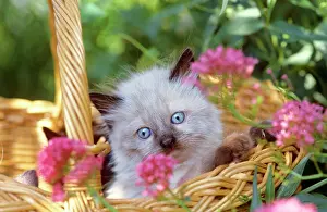 Kittens Prints: domestic cat - kitten in basket