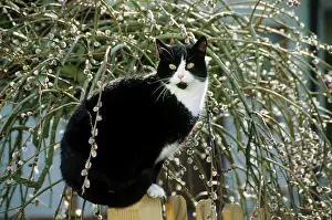 Cats Prints: domestic cat sitting on fence next to catkin
