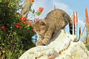Mammalia Prints: Domestic Cat. Tabby cat sharpening its claws on a rock