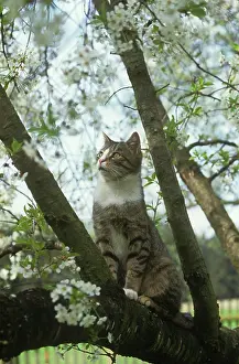 Cats Prints: domestic cat on tree