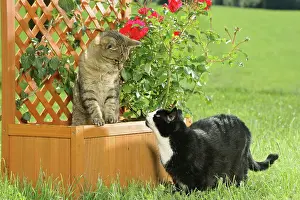 Rose Prints: two domestic cats at flower box