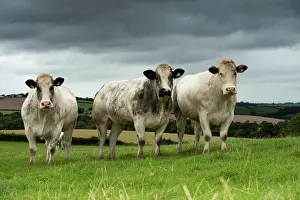 Pasture Prints: Domestic Cattle, British Blue, three heifers, standing in pasture, Devon, England, August