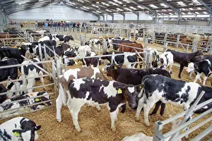 Farm Prints: Domestic Cattle, calves, in pens at livestock market
