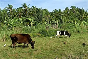 Pasture Prints: Domestic Cattle, cows grazing in pasture