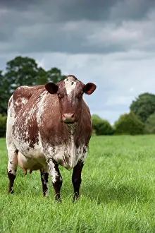 Farm Prints: Domestic Cattle, Dairy Shorthorn cow, standing in pasture, Cumbria, England, June