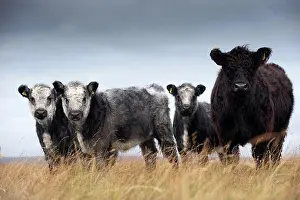 Hills Prints: Domestic Cattle, Galloway cow with Galloway x Whitebred Shorthorn blue-grey calves