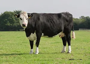 Pasture Prints: Domestic Cattle, Hereford cross cow, standing in pasture, Cheshire, England, September