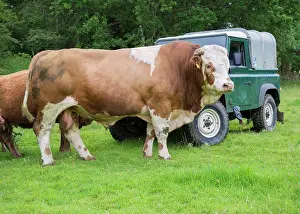 Pasture Prints: Domestic Cattle, Simmental stock bull