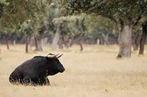 Laying Prints: Domestic Cattle, Spanish Fighting Bull
