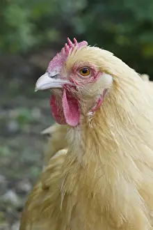Breed Prints: Domestic Chicken, Buff Orpington, freerange hen, close-up of head, Essex, England, august