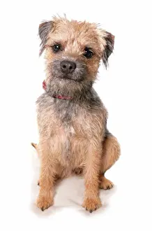 Canidae Prints: Domestic Dog, Border Terrier, adult, sitting, with collar