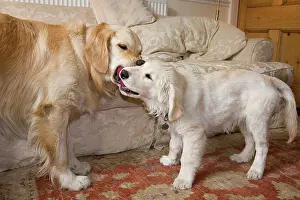 Plays Prints: Domestic Dog, Golden Retriever
