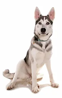 Canidae Prints: Domestic Dog, Northern Inuit Dog, adult, sitting, with collar and tag