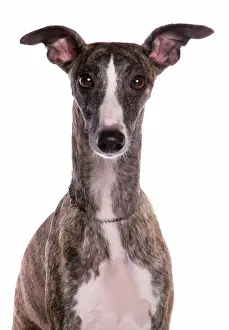 Canidae Prints: Domestic Dog, Whippet, adult, close-up of head