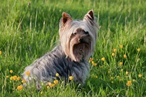 Canidae Prints: Domestic Dog, Yorkshire Terrier