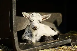 Animal Breed Prints: Domestic goat (Capra hircus) youngster lying, Bavaria, Germany, Europe
