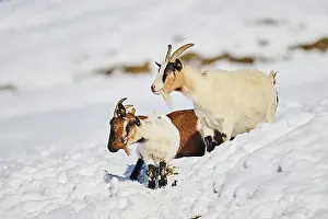 Breed Prints: Domestic goats (Capra hircus) on a snowy meadow in winter