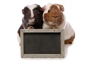 Breeding Prints: Domestic Guinea Pig
