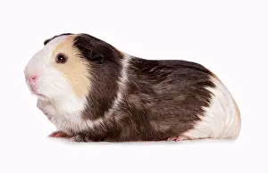 Whitebackground Prints: Domestic Guinea Pig (Cavia porcellus) tricolour adult, sitting