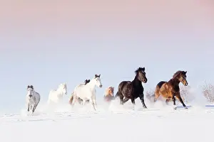 Equidae Prints: Domestic horse. Mixed herd galloping on a snowy pasture. Germany