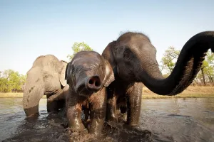 Elephant Calf Prints: Domestic Indian elephant (Elephas maximus) bathing
