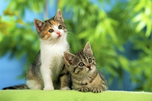 Kittens Prints: two domestic kitten