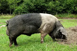 Farm Prints: Domestic Pig, British Saddleback, freerange boar, walking in field, Cumbria, England, july