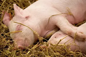 Asleep Prints: Domestic Pig, Large White, two piglets, sleeping on straw bedding, England, october