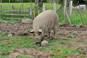 Plays Prints: Domestic Pig, Mangalitza gilt, playing with football distractor in paddock, England, july