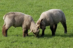 Plays Prints: Domestic Sheep, Dorset Down, two lambs