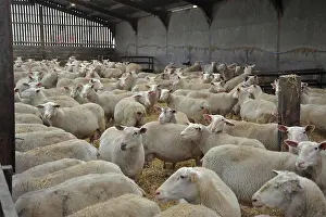 Farm Prints: Domestic Sheep, Friesland ewes, dairy flock in shed, Chipping, Lancashire, England