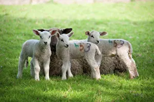 Pasture Prints: Domestic Sheep, Mule ewe with Texel cross triplet lambs