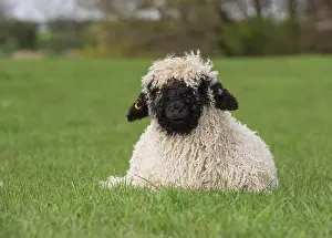 Pasture Prints: Domestic Sheep, Schwarznasenschaf (Valais Blacknose) dual purpose breed