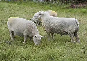 Pasture Prints: Domestic Sheep, Southdown ram and ewes