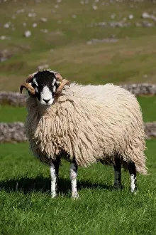 Hardy Prints: Domestic Sheep, Swaledale, ram, standing in pasture on hill farm, Cumbria, England, april