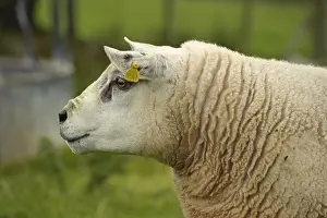 Breed Prints: Domestic Sheep, Texel ram, close-up of head, with ear tags, Anglesey, Wales, october