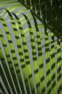 Engelbrecht Prints: Dominican Republic, La Altagracia, Punta Cana, Bavaro, palm tree detail