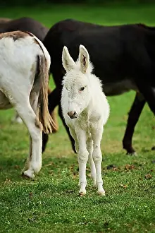 Young Animals Prints: Donkey (Equus asinus asinus) foal