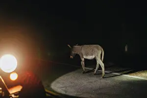 Spotlight Prints: A donkey illuminated by car headlights at night on a deserted road