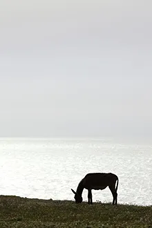 Grazing Prints: Donkey silhouetted by light of setting sun on Atlantic Ocean