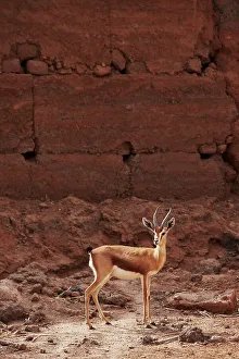 Antelope Prints: Dorcas gazelle (Gazella dorcas) interior Sahara Desert