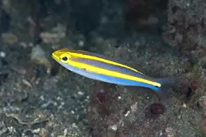 Maritime Prints: Double Whiptail (Pentapodus emeryii) juvenile